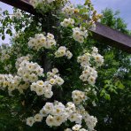 Ruža banksova (Rosa banksiae) ´ALBA PLENA´ – výška 130-170 cm, kont. C3L